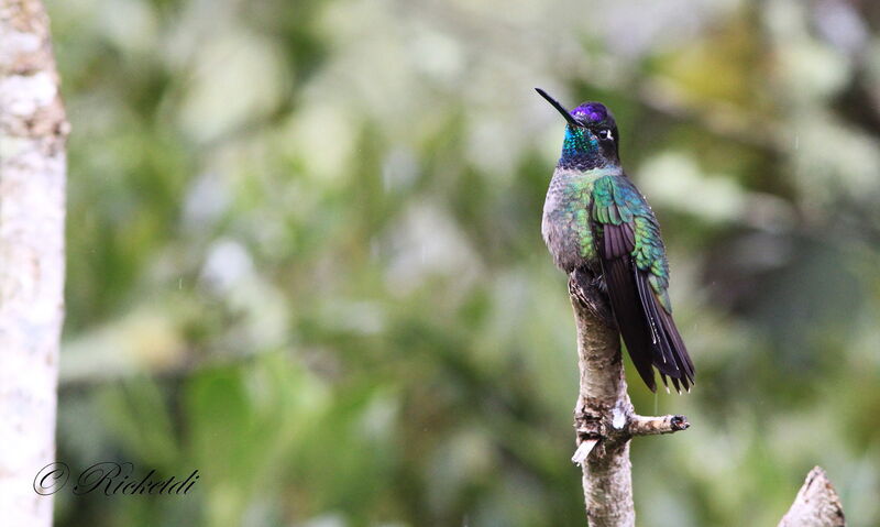 Colibri de Rivoli