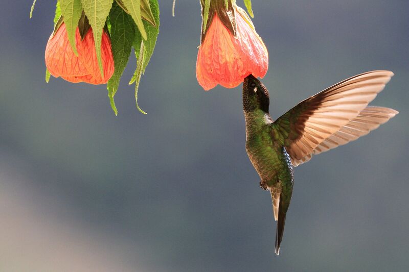 Colibri de Rivoli