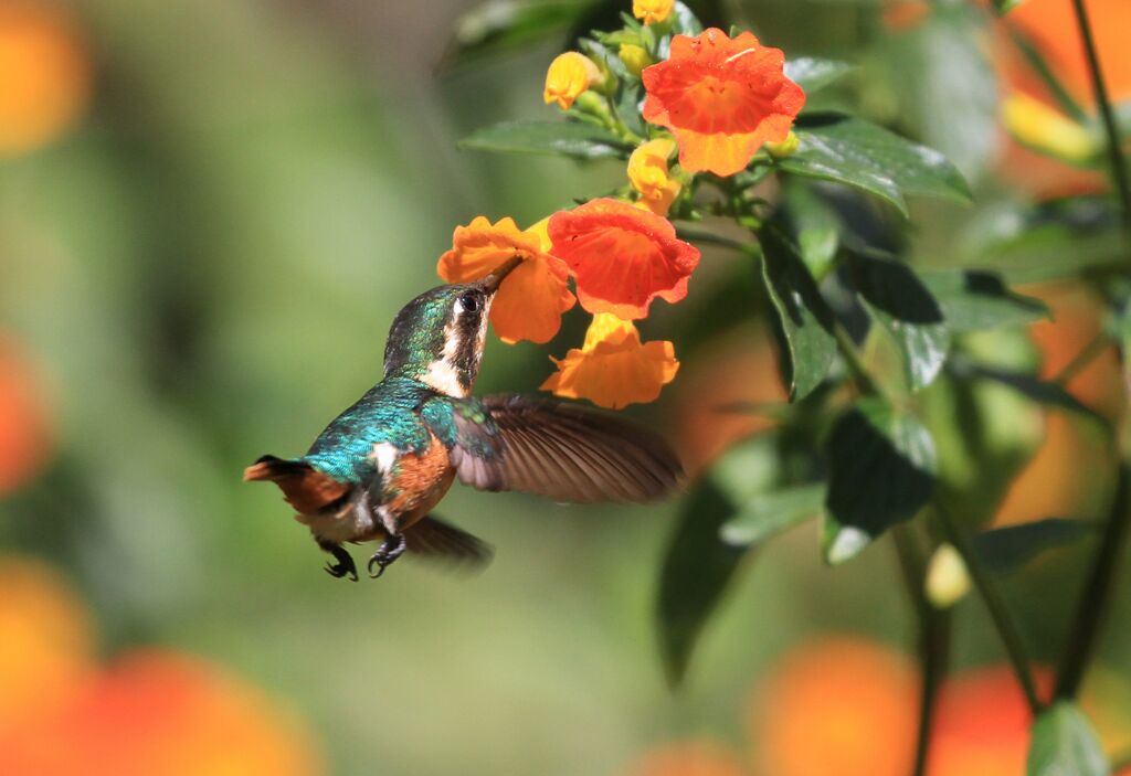 Colibri de Santa Marta