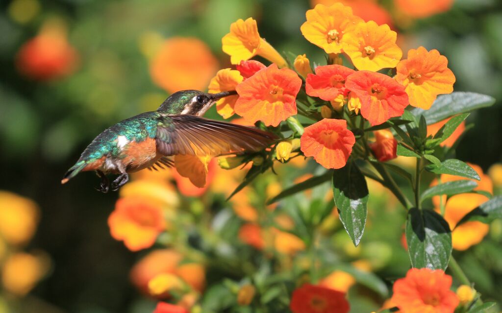 Colibri de Santa Marta