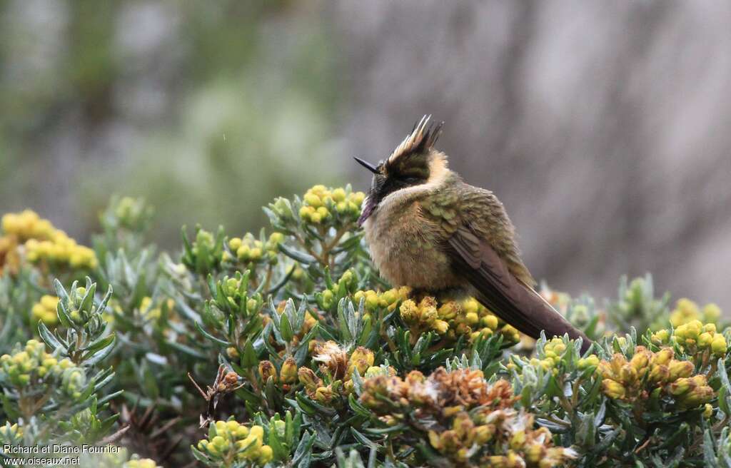 Colibri de Stübel