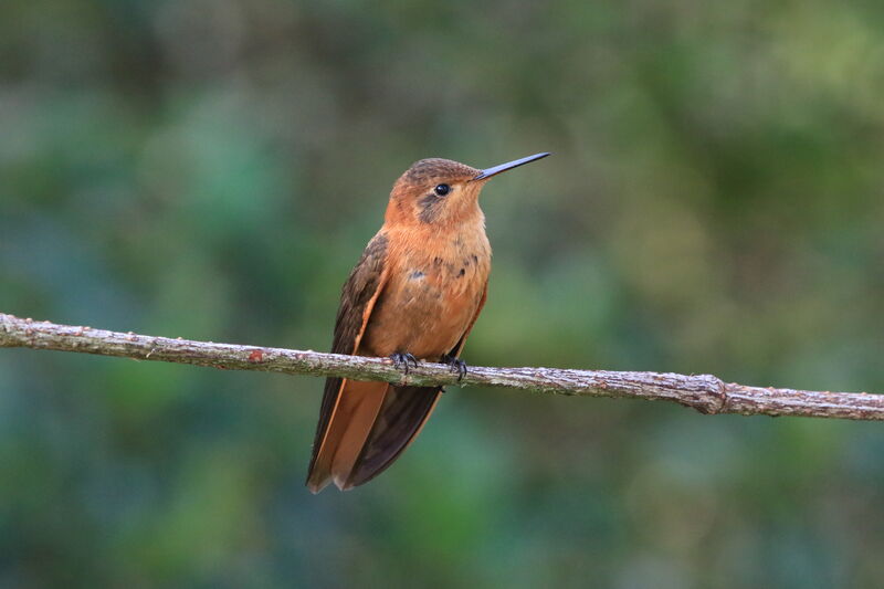 Colibri étincelant