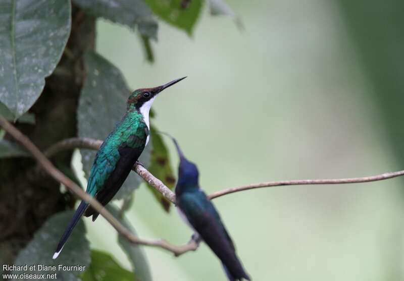 Colibri féérique femelle adulte nuptial, identification