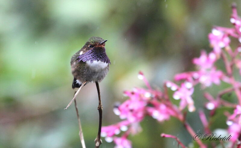 Volcano Hummingbird