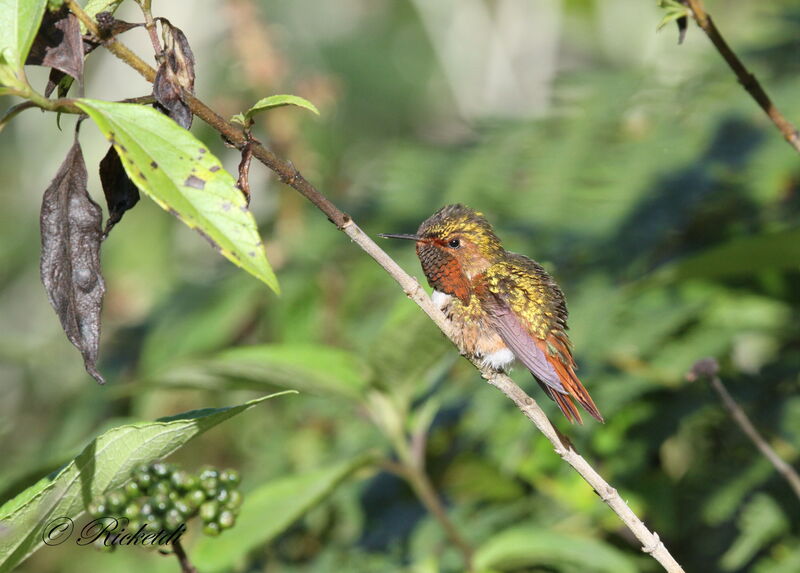 Volcano Hummingbird