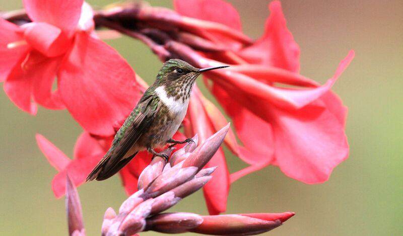 Colibri flammule