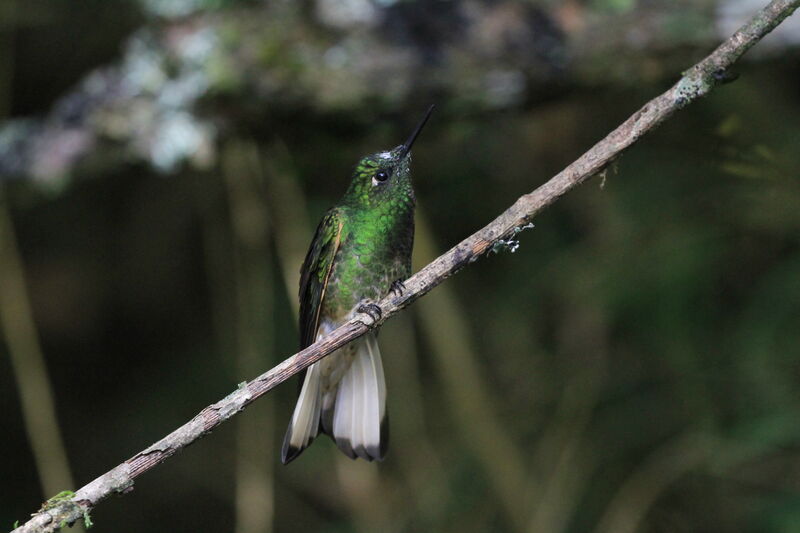 Colibri flavescent