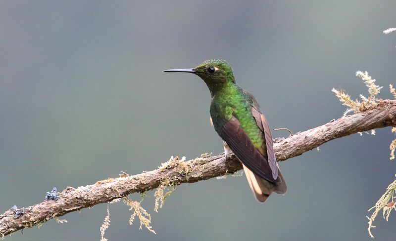 Buff-tailed Coronet