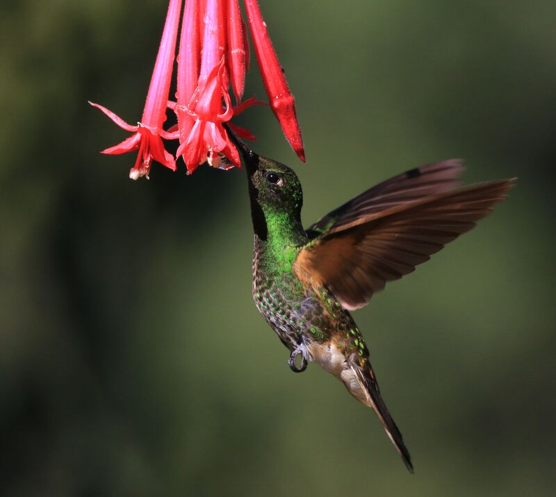 Colibri flavescent