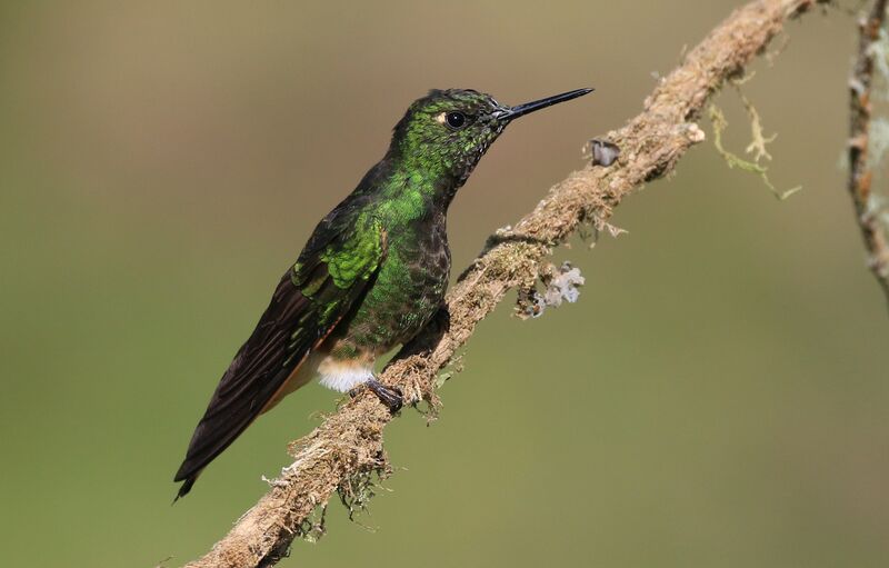 Colibri flavescent