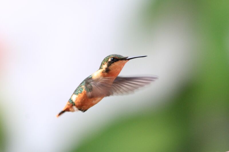 Colibri héliodore