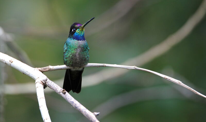 Fiery-throated Hummingbird