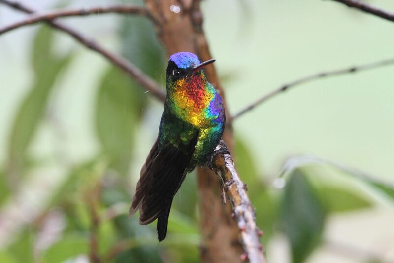 Fiery-throated Hummingbird