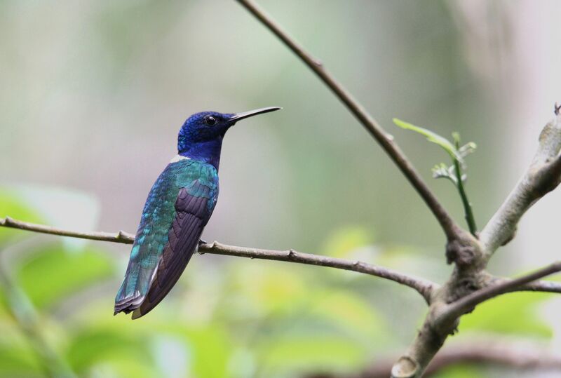 White-necked Jacobin male