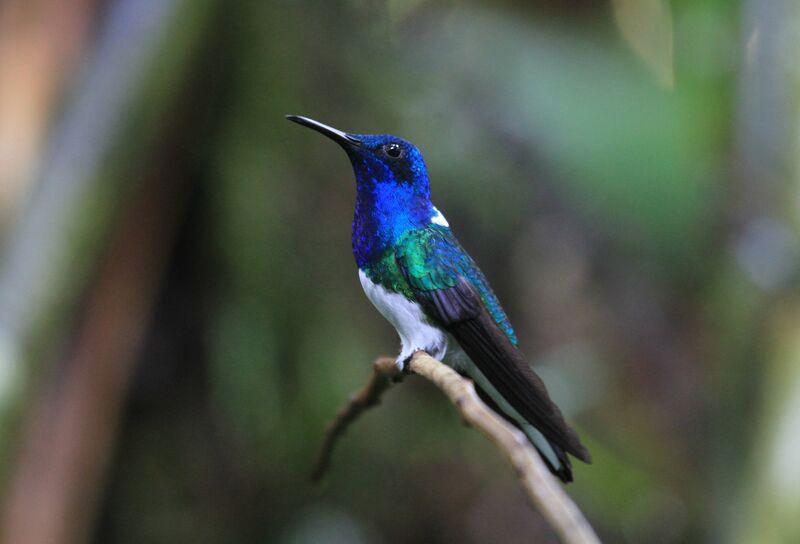 White-necked Jacobin