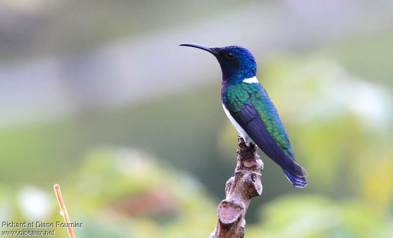 Colibri jacobin mâle adulte nuptial, identification