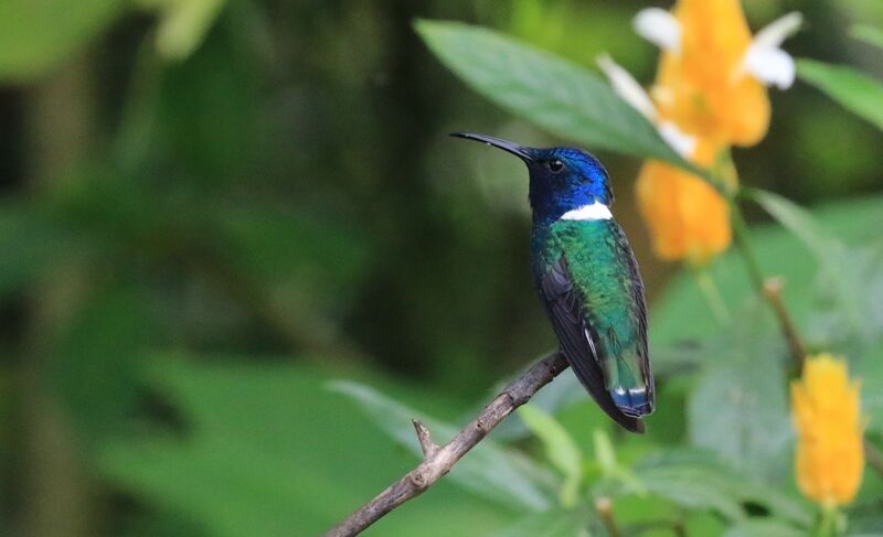 White-necked Jacobin