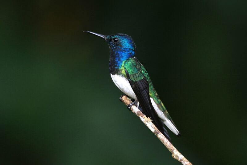 Colibri jacobin mâle