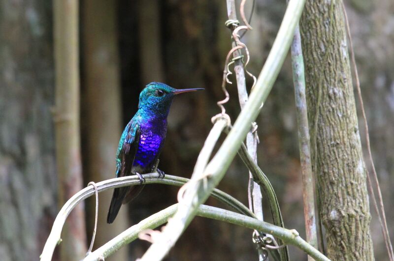 Violet-bellied Hummingbird (feliciana)