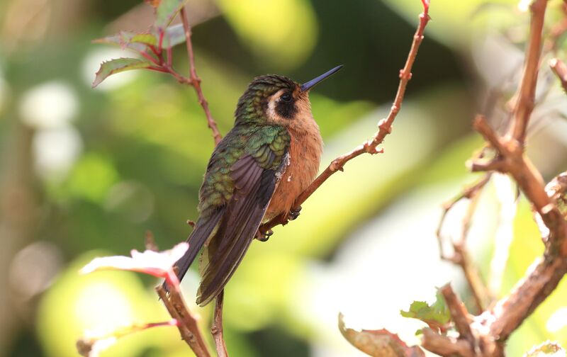 Speckled Hummingbird