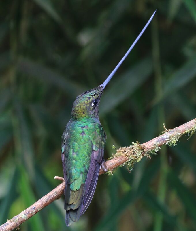 Colibri porte-épée