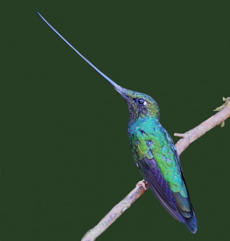 Sword-billed Hummingbird