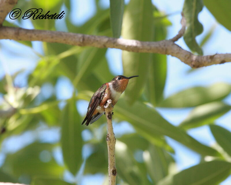 Rufous Hummingbird