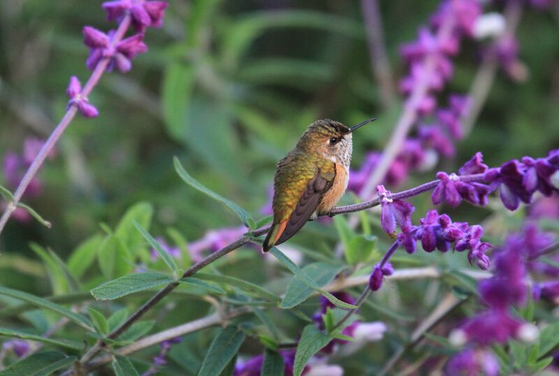 Colibri scintillant