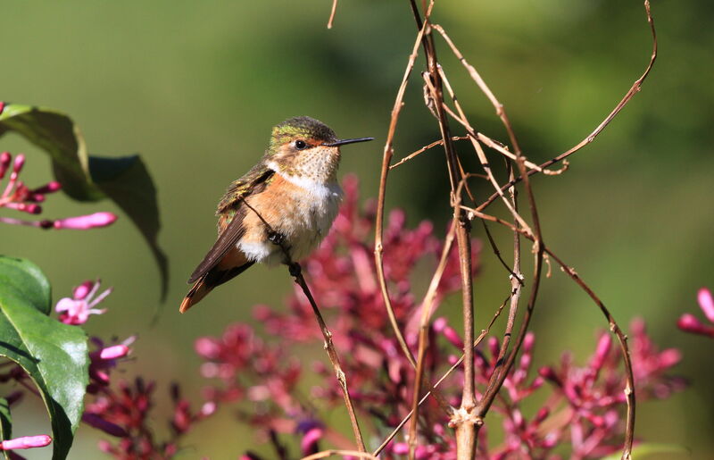 Colibri scintillant