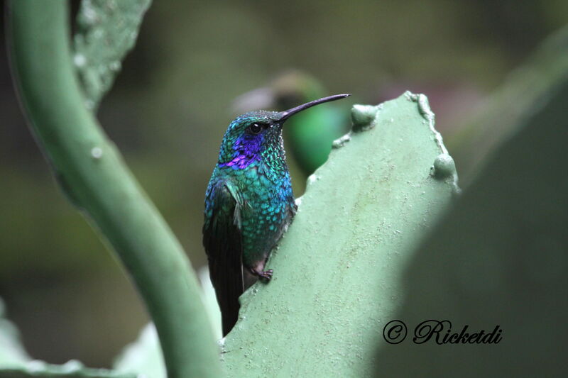 Colibri thalassin