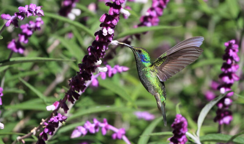 Colibri thalassin