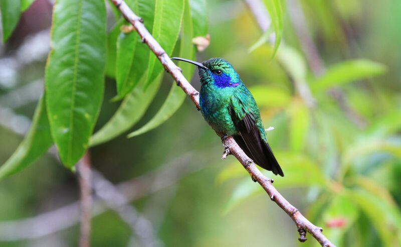 Mexican Violetear