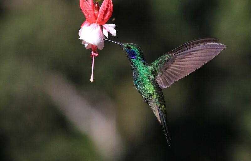 Colibri thalassin