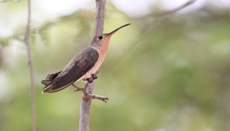 Colibri trompeuradulte