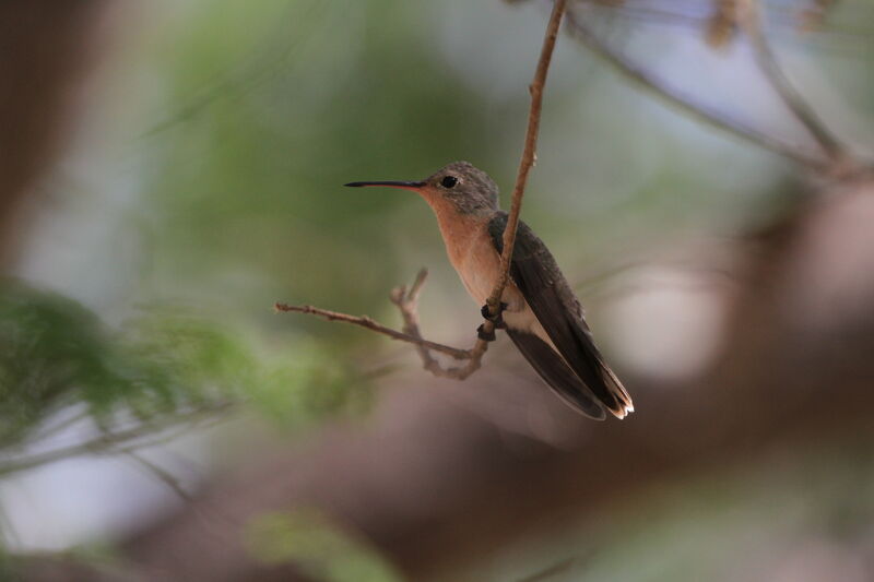 Colibri trompeur