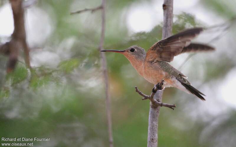 Buffy Hummingbird male adult, pigmentation