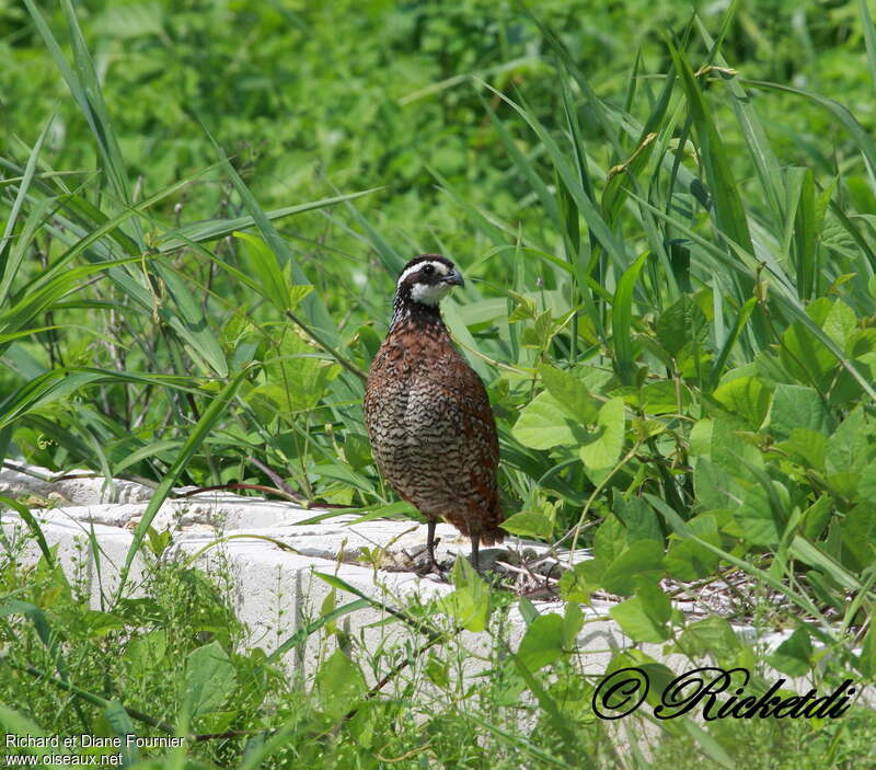 Northern Bobwhiteadult