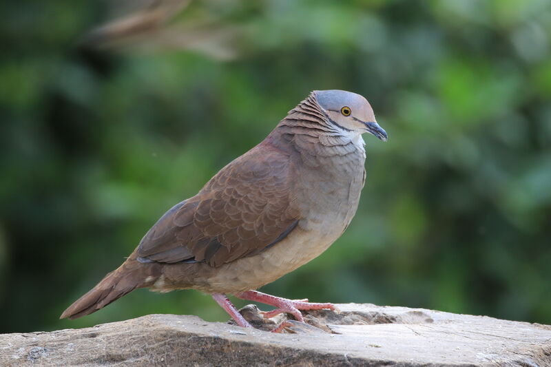 White-throated Quail-Dove