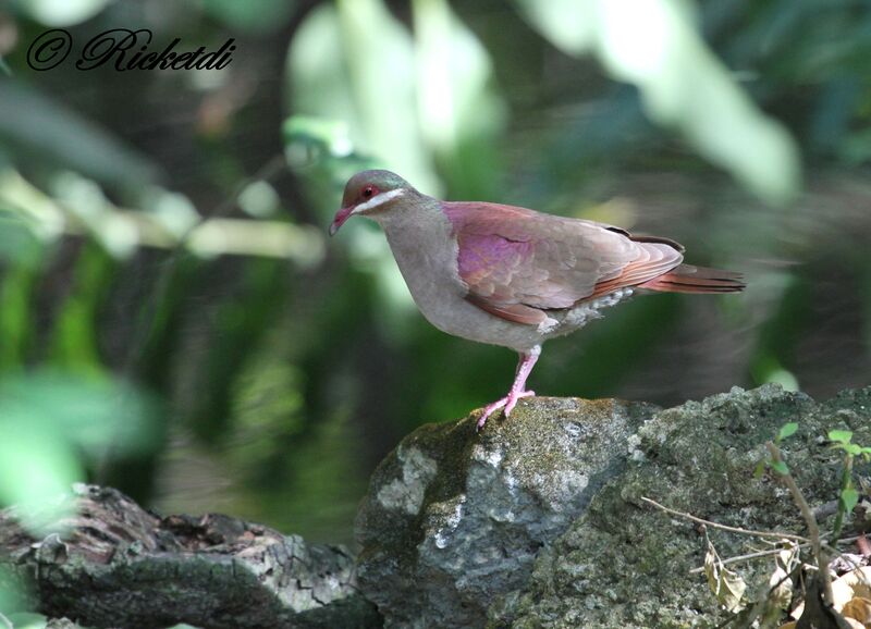 Key West Quail-Dove