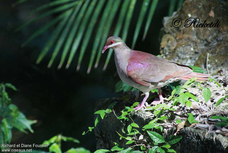 Key West Quail-Dove