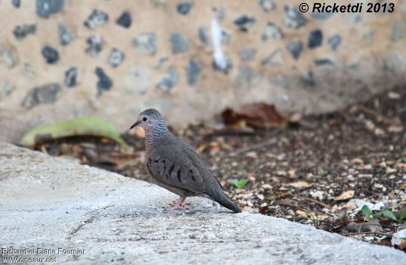 Common Ground Dove male adult, identification