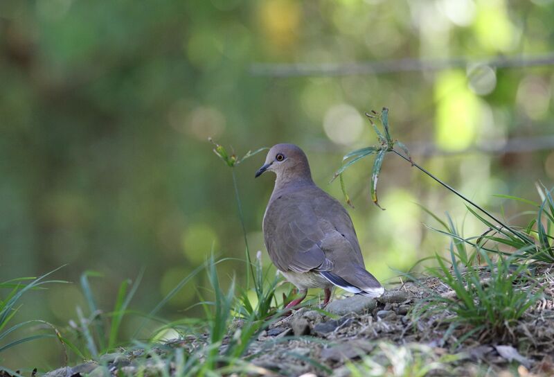 White-tipped Dove