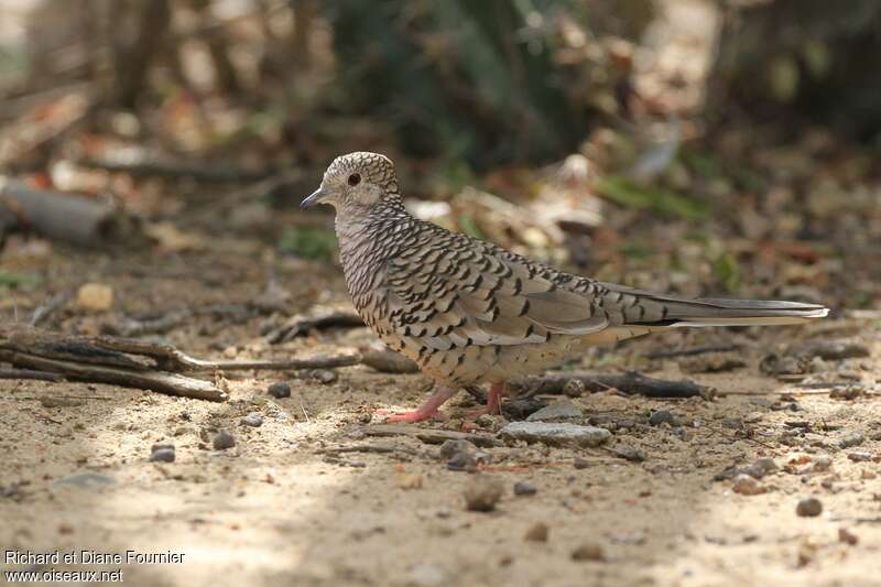 Scaled Doveadult, pigmentation