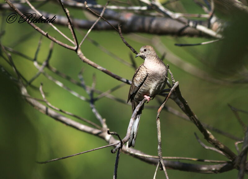 Inca Dove