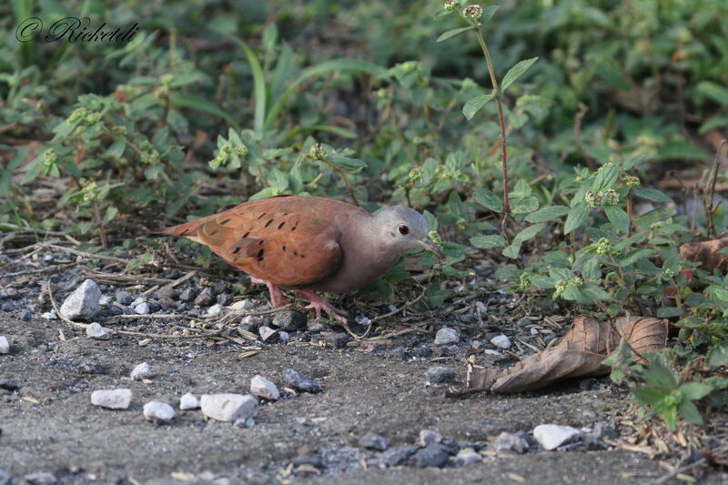 Ruddy Ground Dove