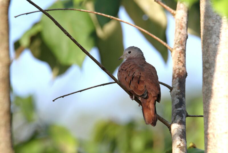 Ruddy Ground Dove