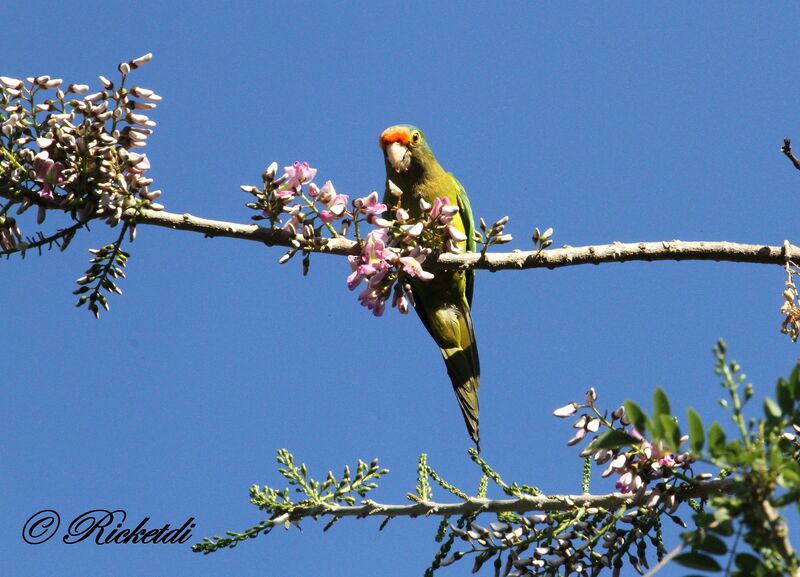 Conure à front rouge