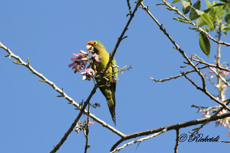 Conure à front rouge