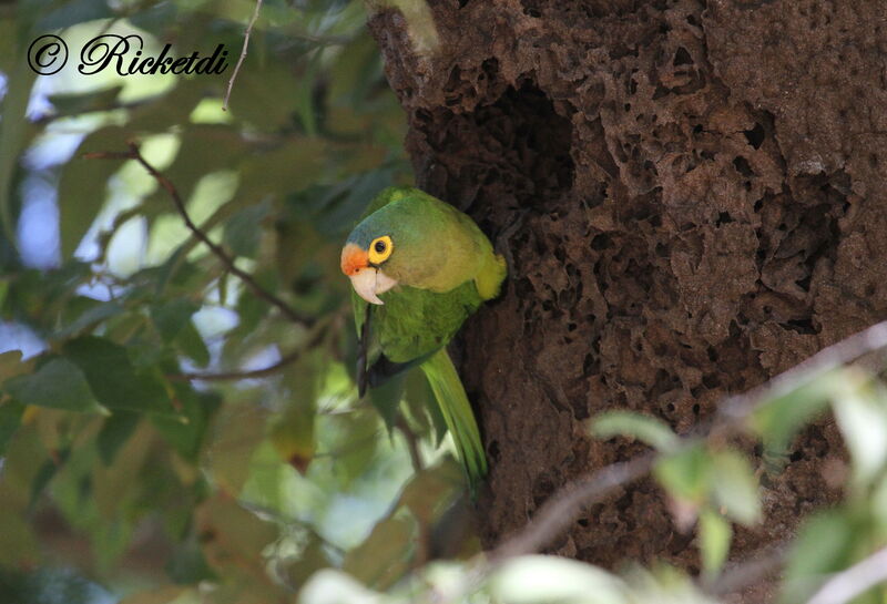 Conure à front rouge