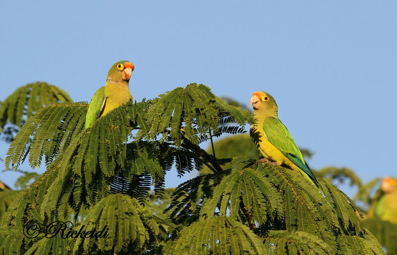 Orange-fronted Parakeet